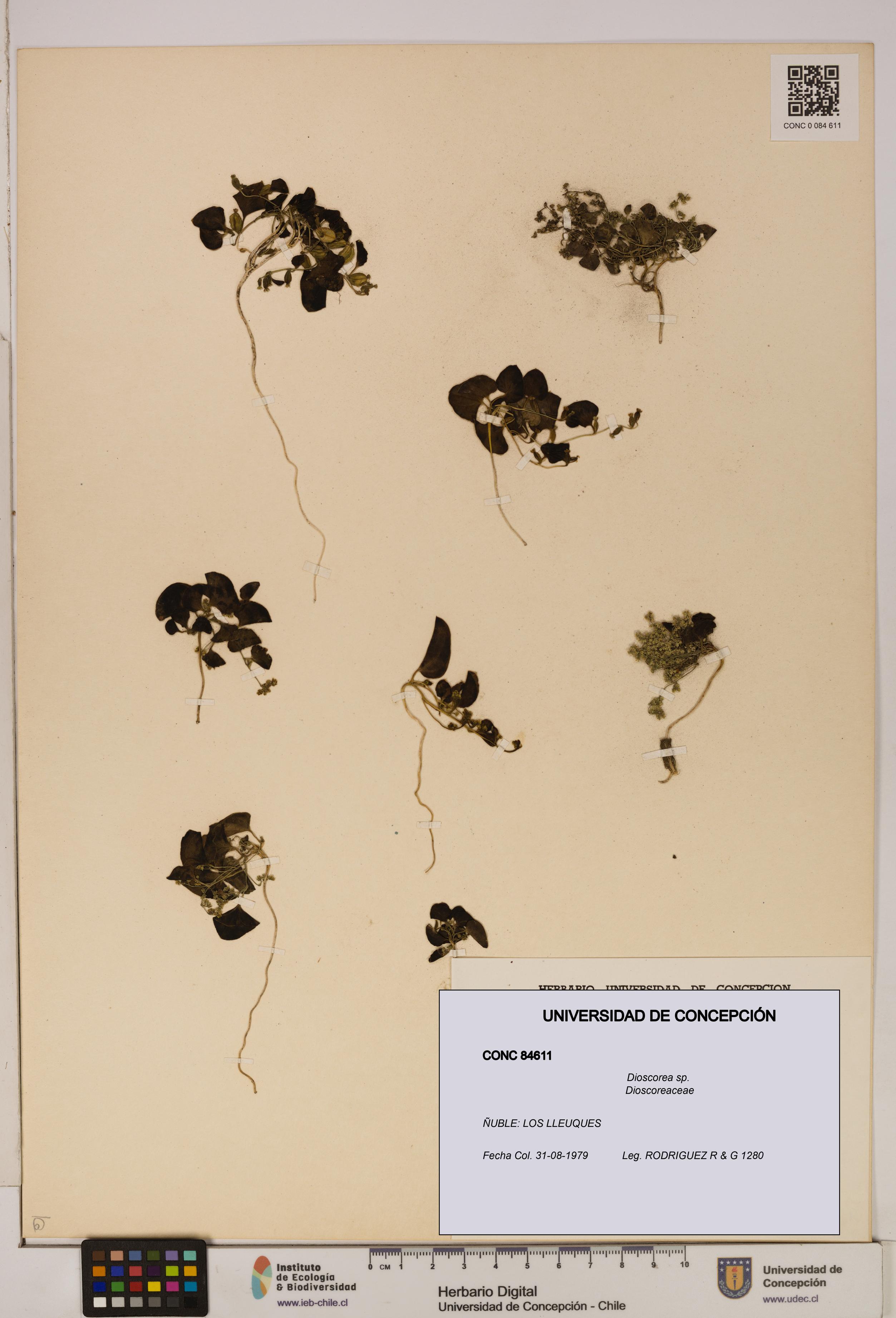 Dioscorea sp. [Espécimen: ]