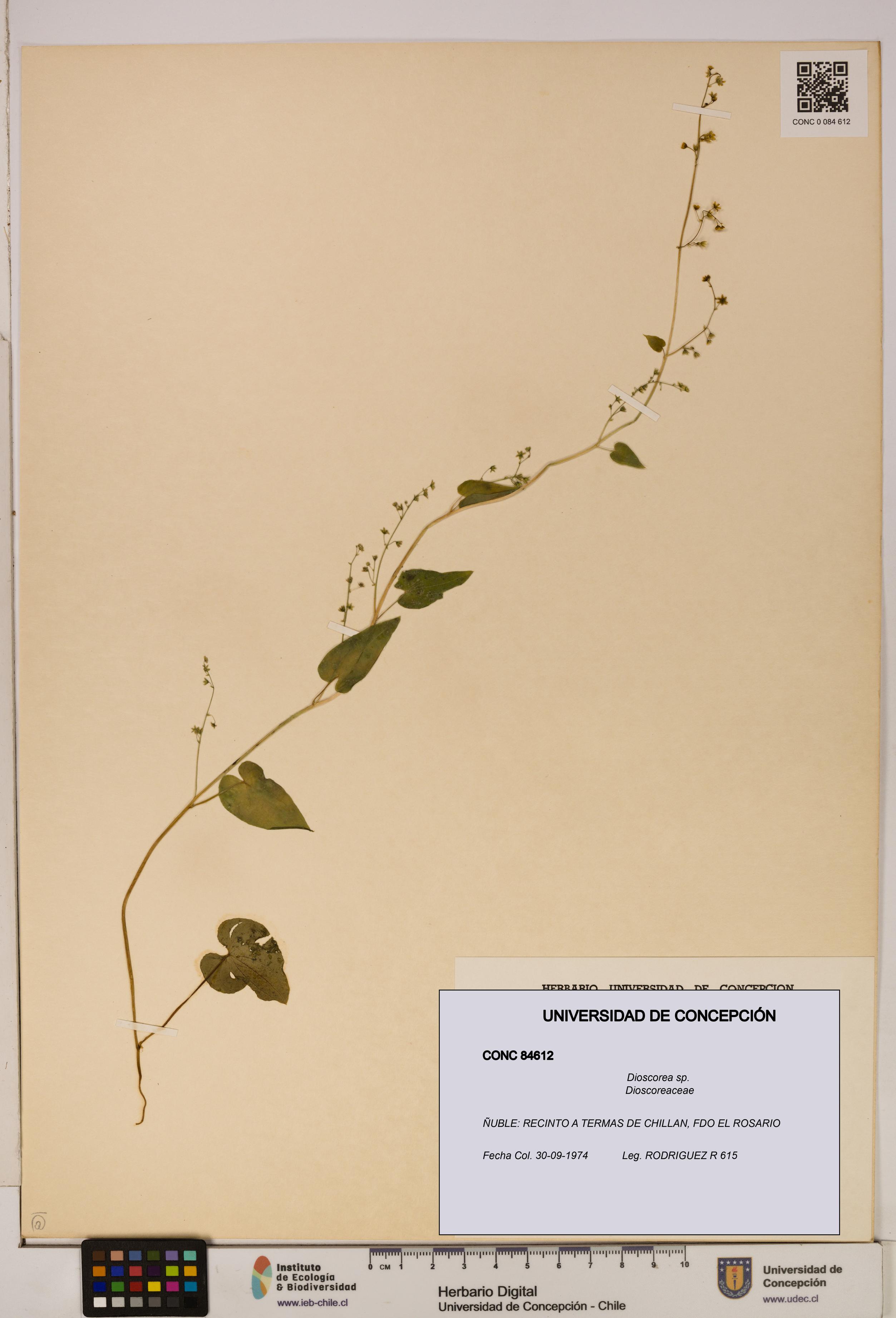 Dioscorea sp. [Espécimen: ]