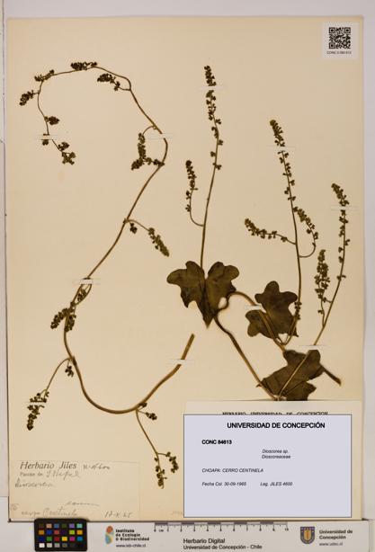 Dioscorea sp. [Espécimen: ]