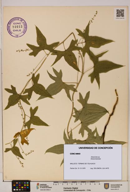 Dioscorea sp. [Espécimen: ]