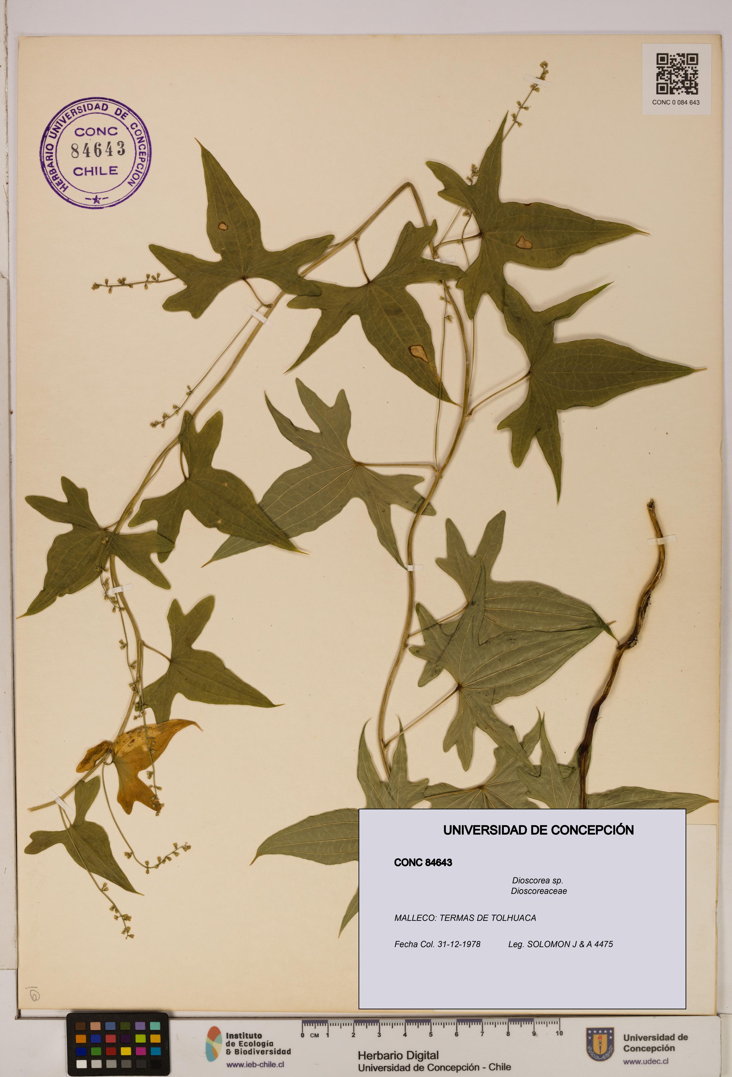Dioscorea sp. [Espécimen: ]