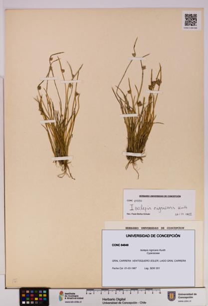 Isolepis nigricans [Espécimen: UDEC:CONC:0084646]