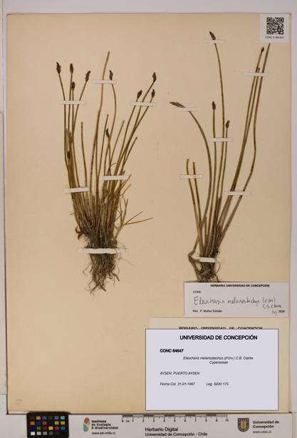Eleocharis melanostachys [Espécimen: ]