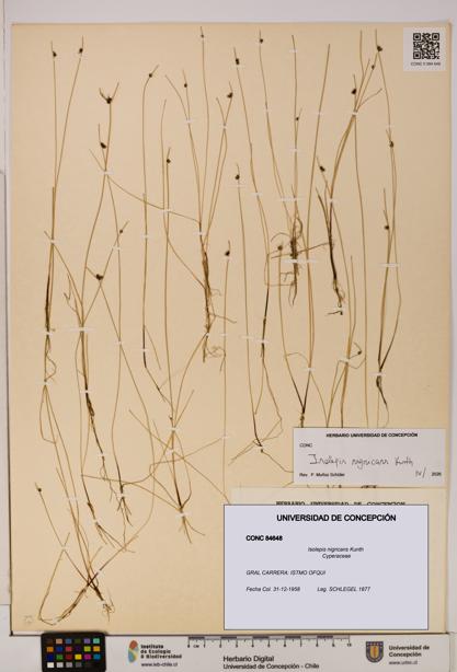 Isolepis nigricans [Espécimen: ]