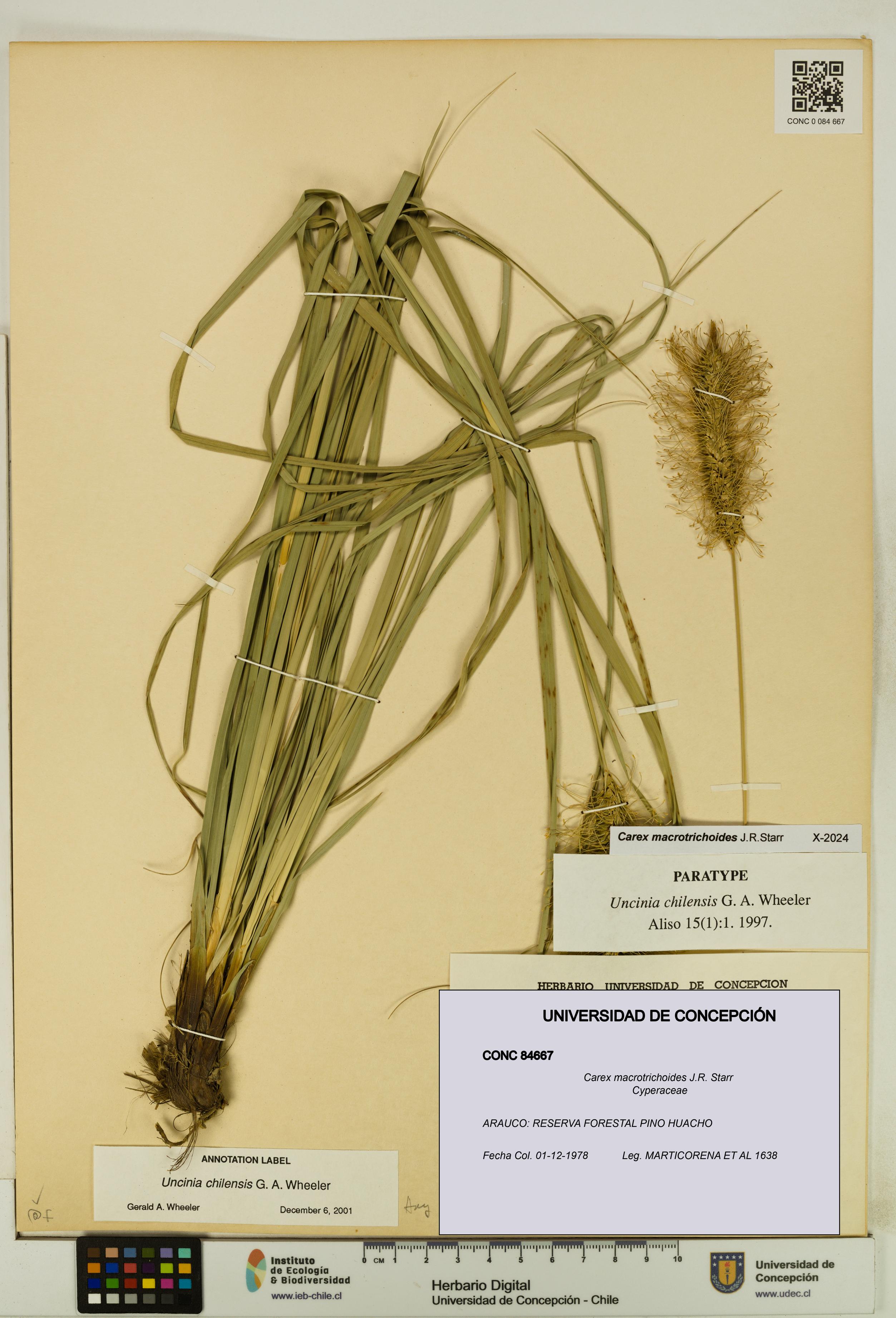 Carex macrotrichoides [Espécimen: UDEC:CONC:0084667]