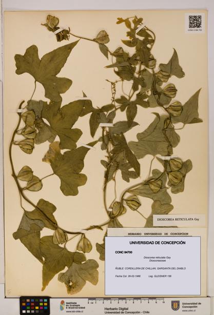 Dioscorea reticulata [Espécimen: ]