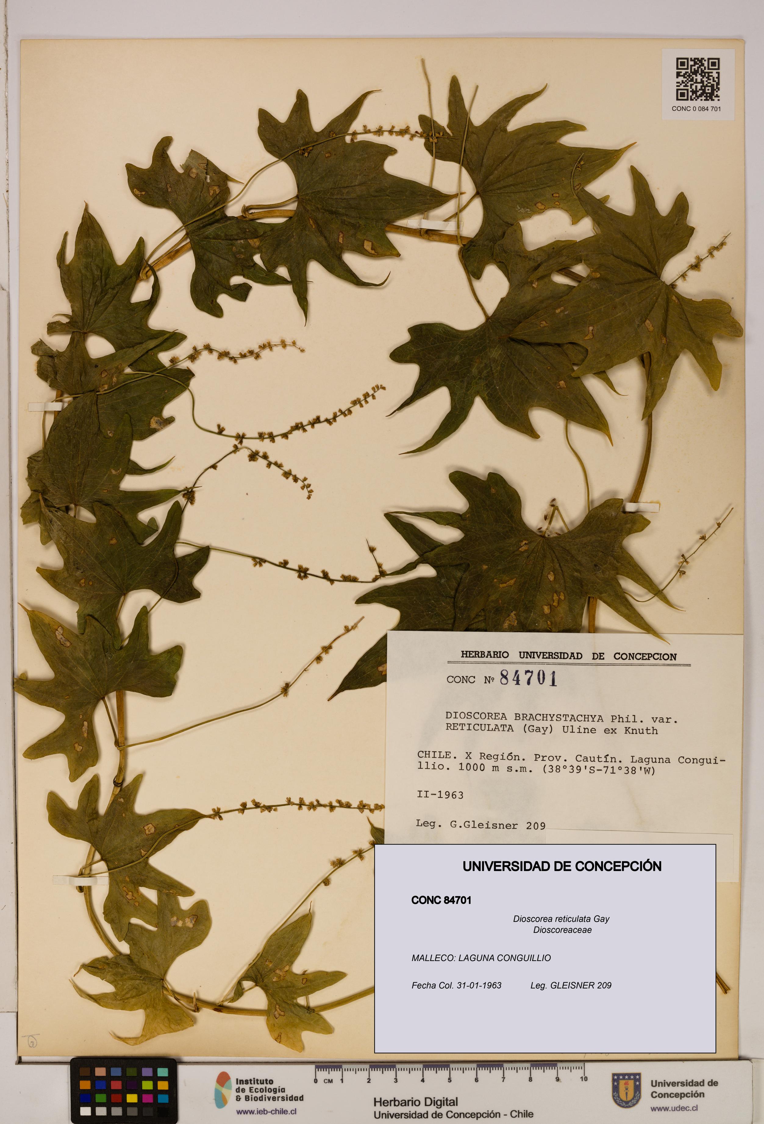 Dioscorea reticulata [Espécimen: ]