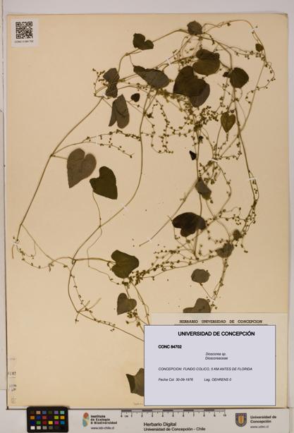 Dioscorea sp. [Espécimen: ]