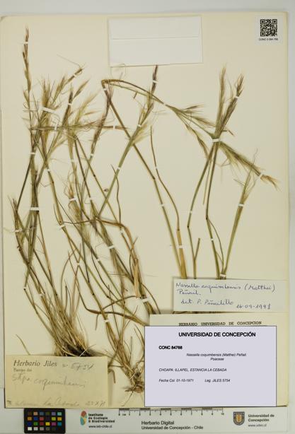 Nassella coquimbensis [Espécimen: UDEC:CONC:0084768]