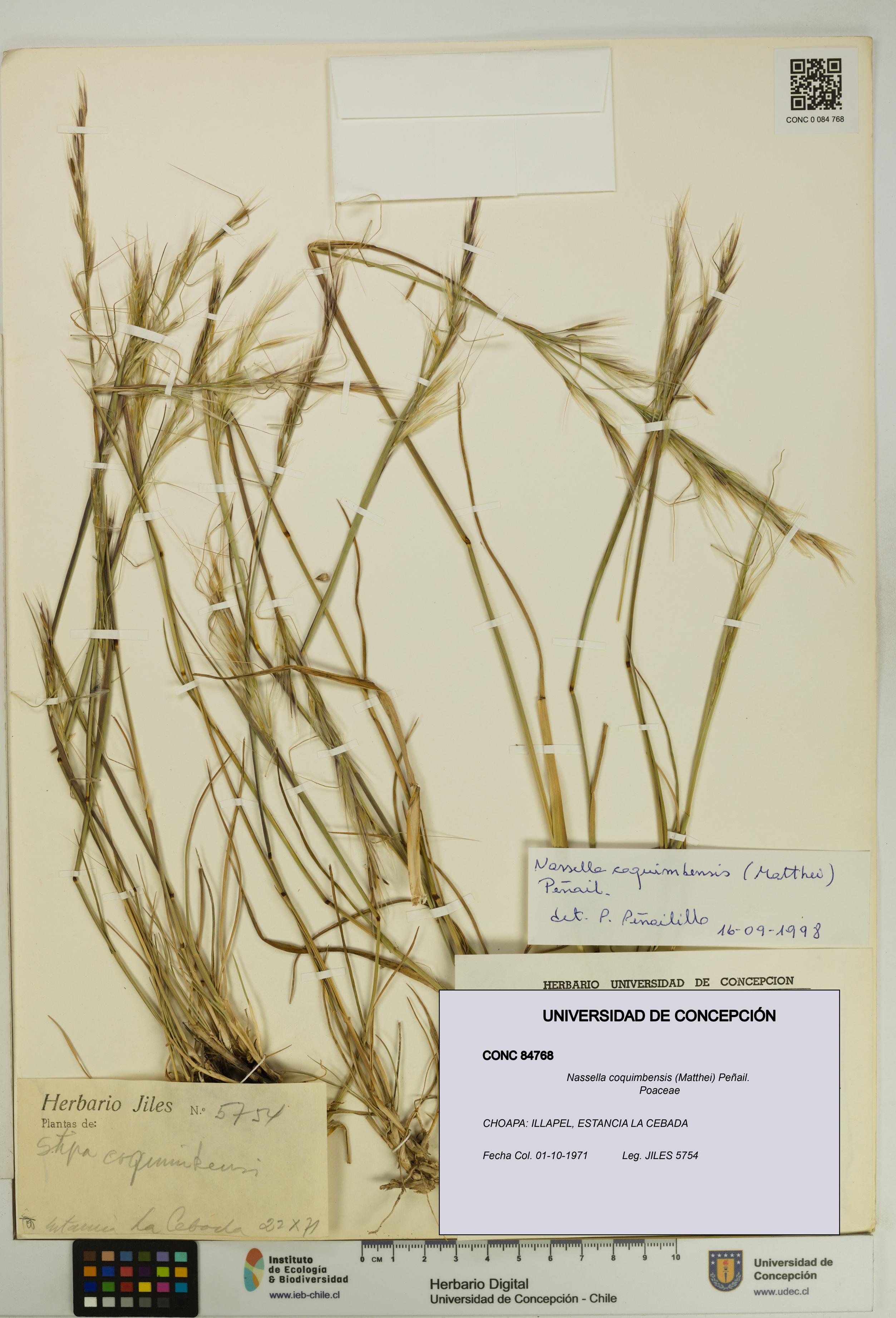 Nassella coquimbensis [Espécimen: UDEC:CONC:0084768]