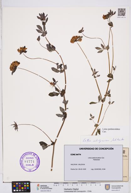 Lotus pedunculatus [Espécimen: ]