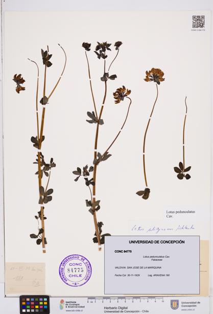 Lotus pedunculatus [Espécimen: ]
