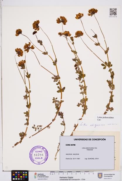 Lotus pedunculatus [Espécimen: ]
