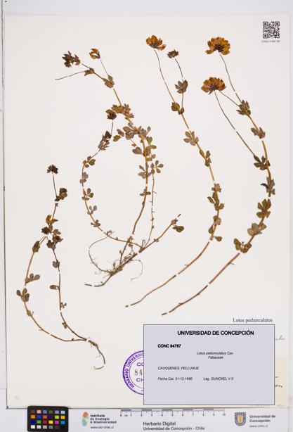 Lotus pedunculatus [Espécimen: ]