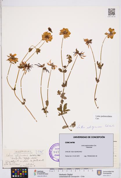 Lotus pedunculatus [Espécimen: ]