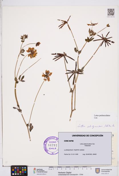 Lotus pedunculatus [Espécimen: ]