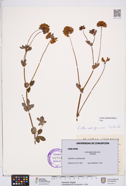 Lotus pedunculatus [Espécimen: ]