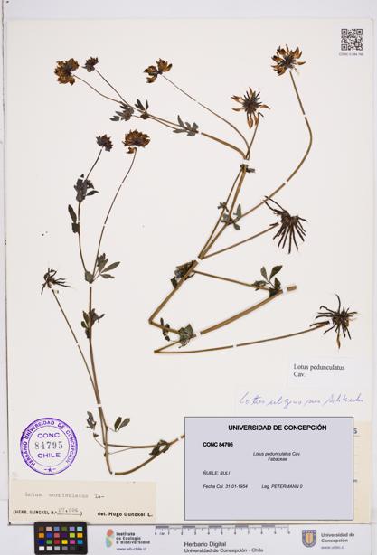Lotus pedunculatus [Espécimen: ]