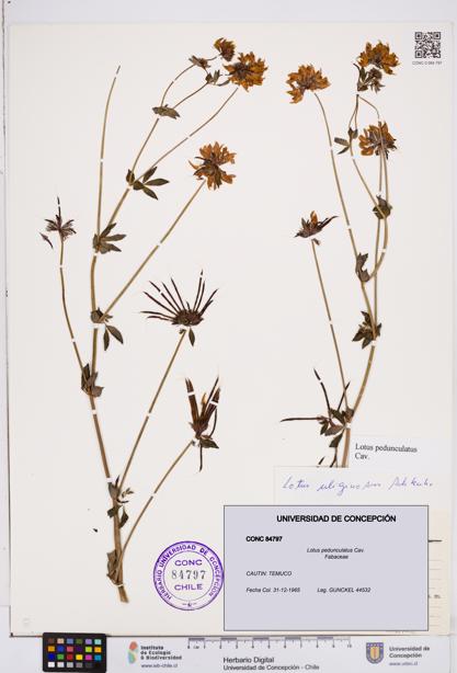 Lotus pedunculatus [Espécimen: ]