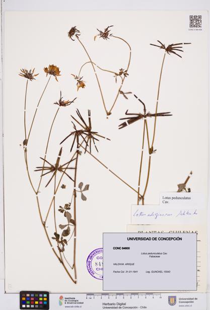 Lotus pedunculatus [Espécimen: ]