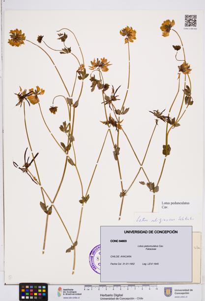 Lotus pedunculatus [Espécimen: ]