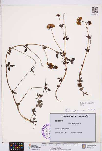 Lotus pedunculatus [Espécimen: ]
