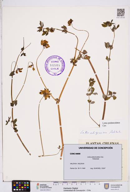 Lotus pedunculatus [Espécimen: ]