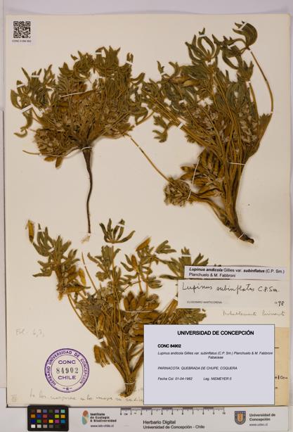 Lupinus andicola [Espécimen: UDEC:CONC:0084902]