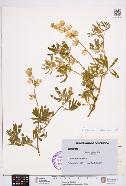 Lupinus arboreus [Espécimen: ]