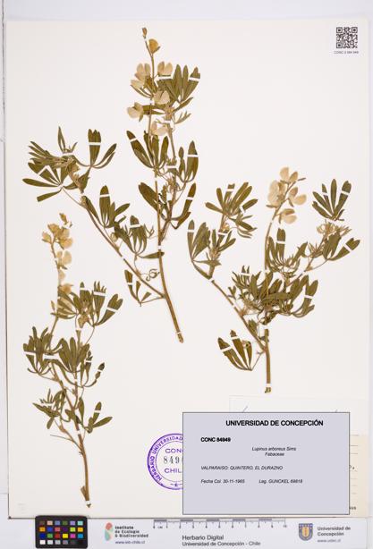 Lupinus arboreus [Espécimen: ]