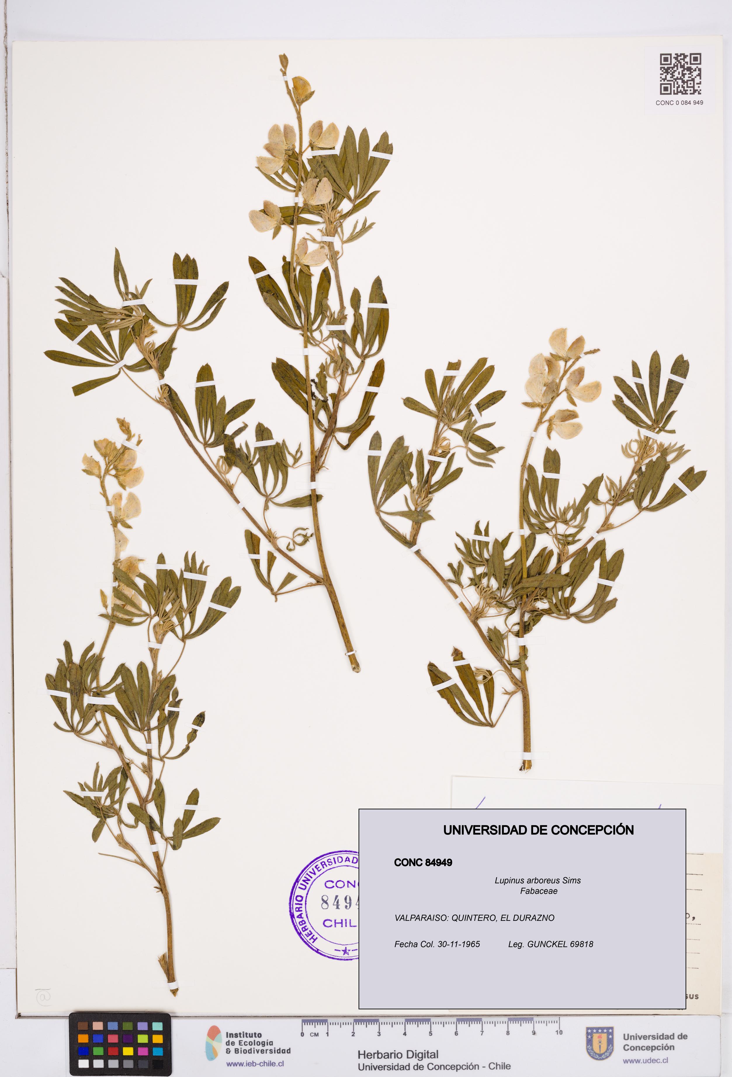 Lupinus arboreus [Espécimen: ]