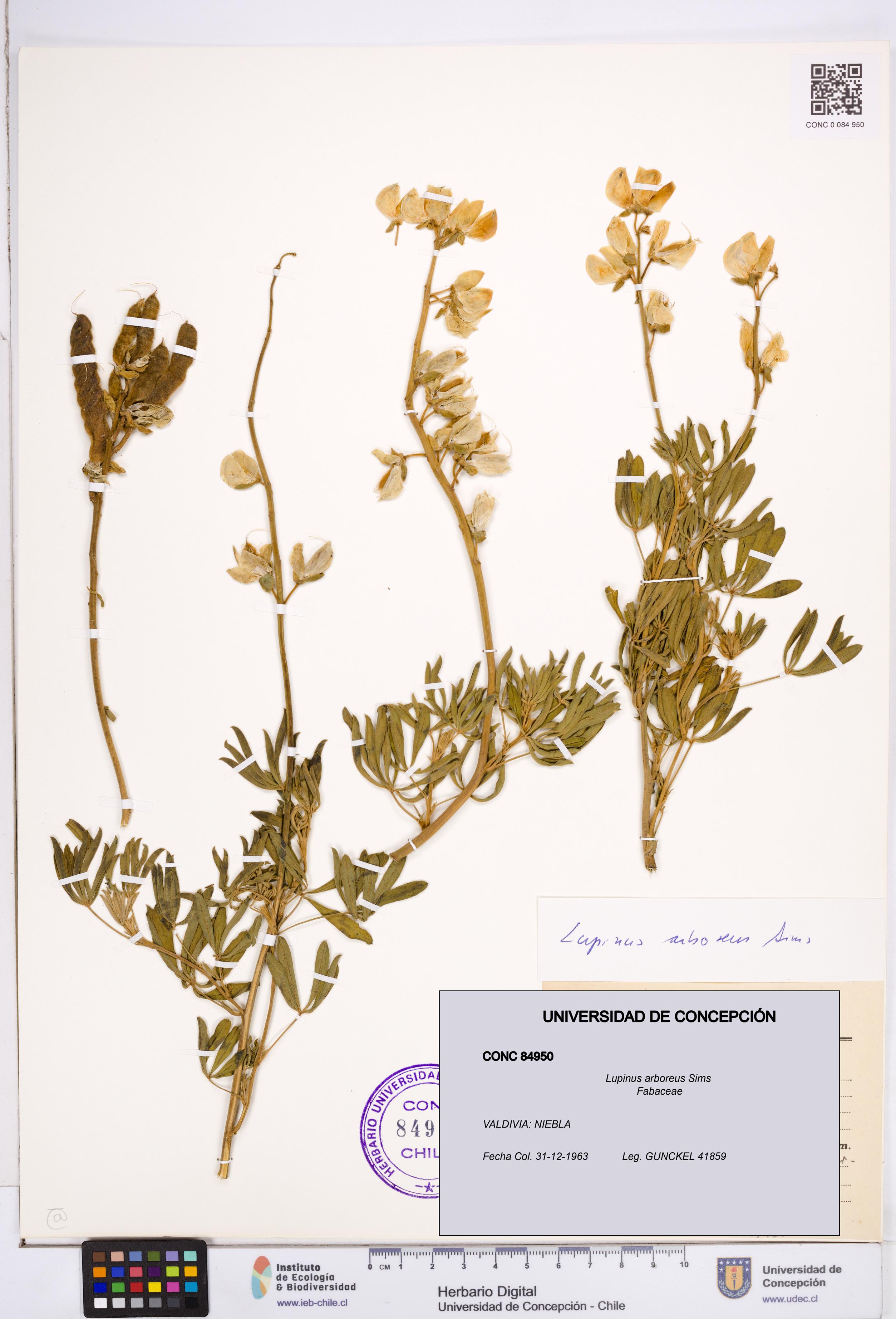 Lupinus arboreus [Espécimen: ]