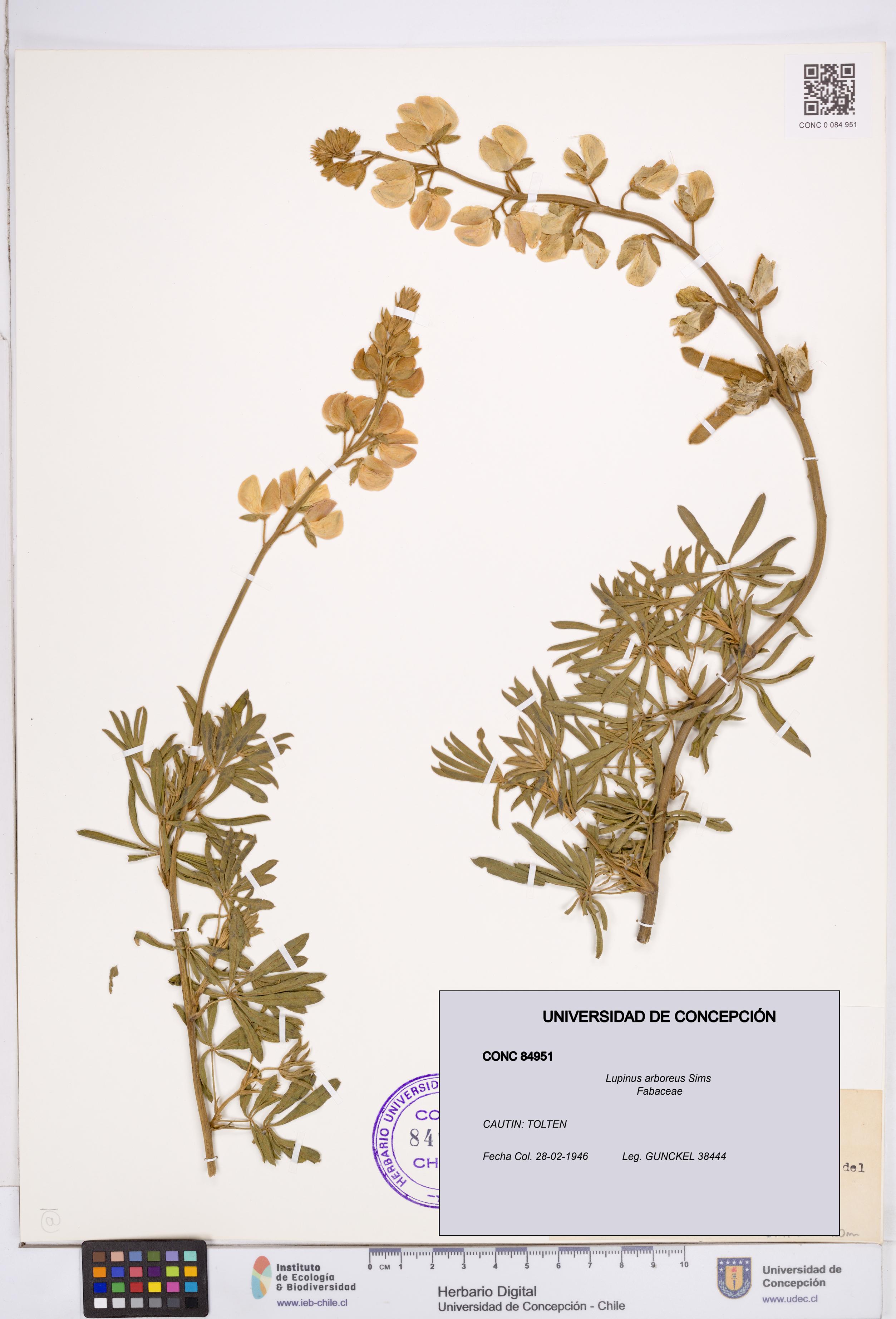 Lupinus arboreus [Espécimen: ]