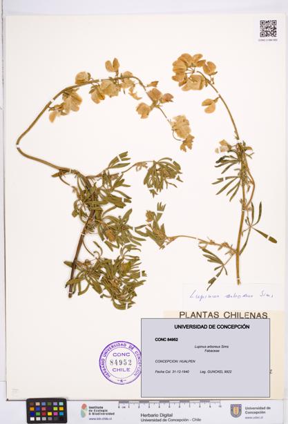 Lupinus arboreus [Espécimen: ]