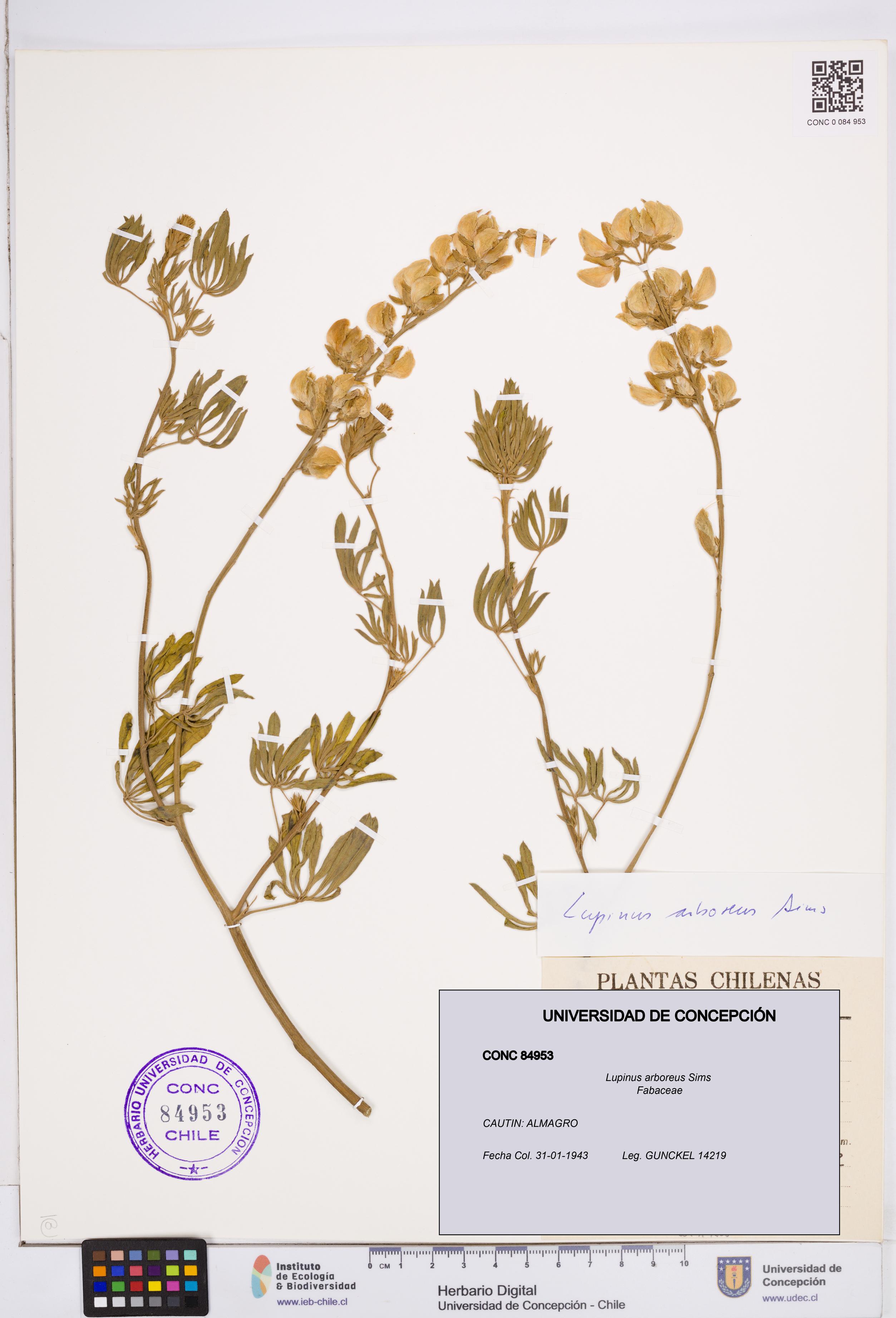 Lupinus arboreus [Espécimen: ]