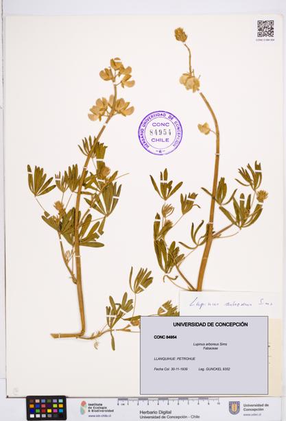 Lupinus arboreus [Espécimen: ]