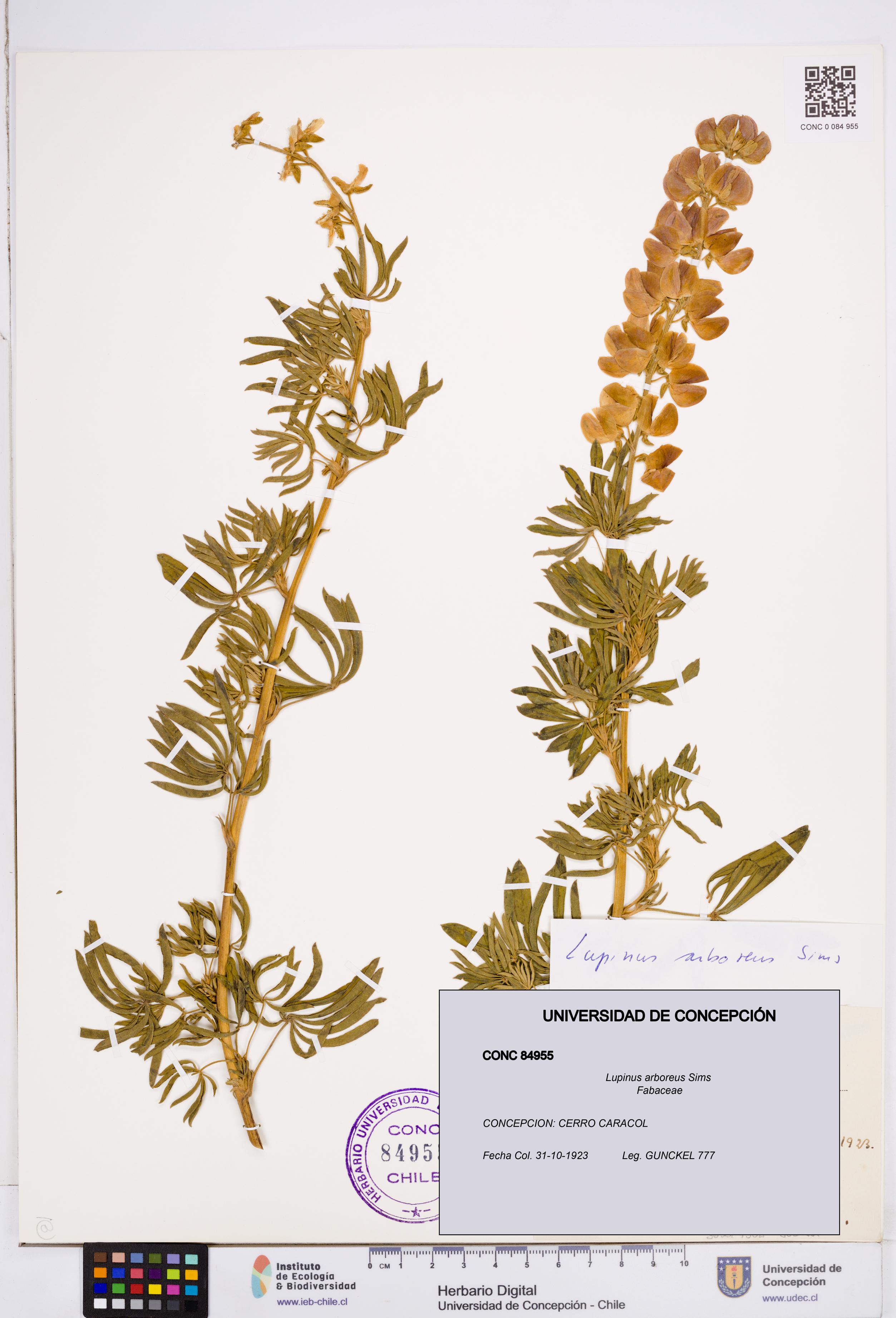 Lupinus arboreus [Espécimen: ]