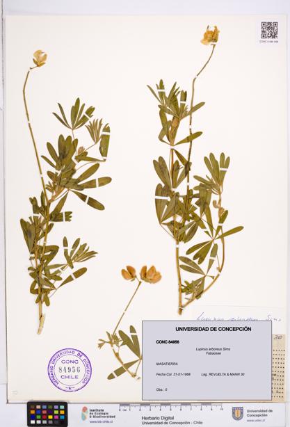 Lupinus arboreus [Espécimen: ]