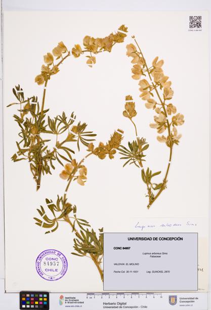 Lupinus arboreus [Espécimen: ]