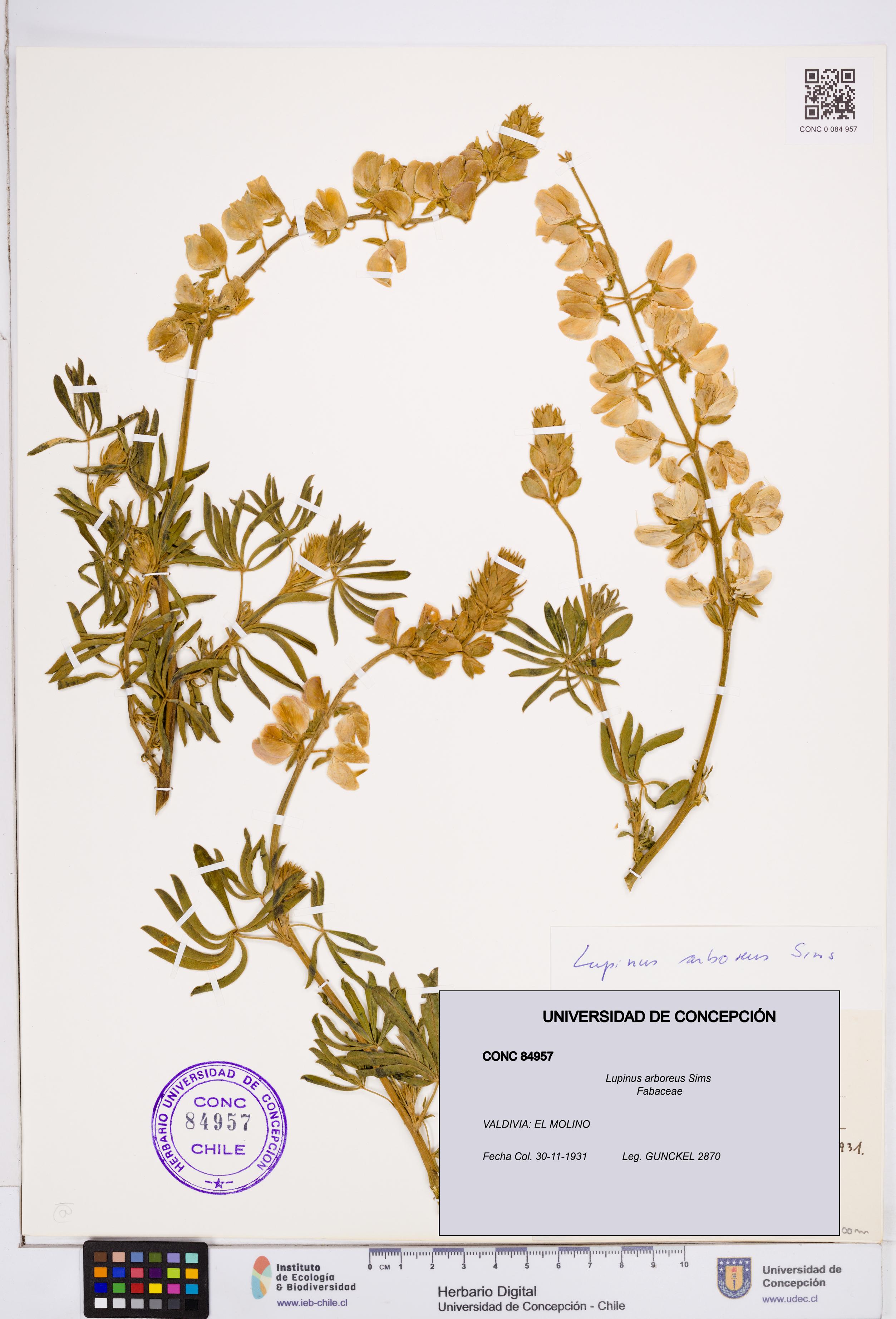 Lupinus arboreus [Espécimen: ]