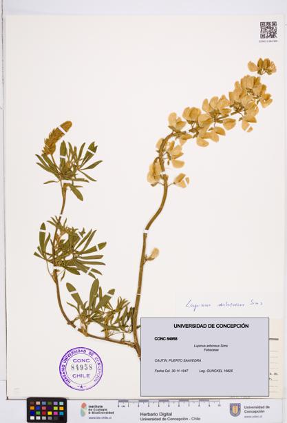 Lupinus arboreus [Espécimen: ]