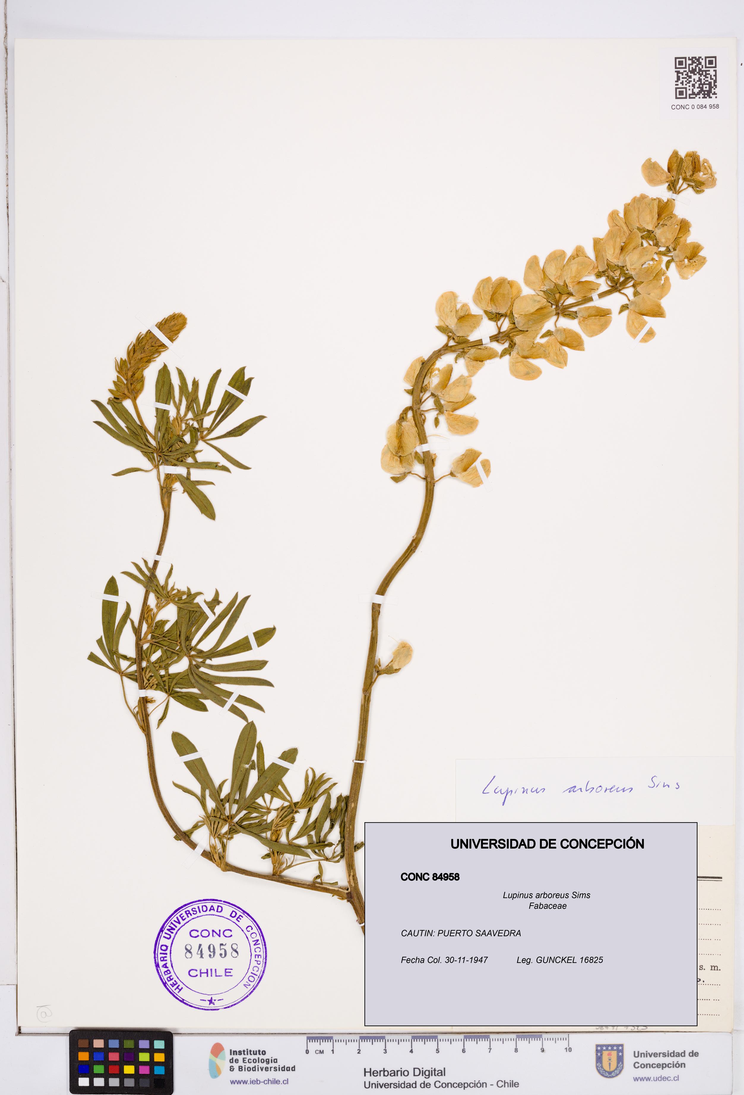 Lupinus arboreus [Espécimen: ]