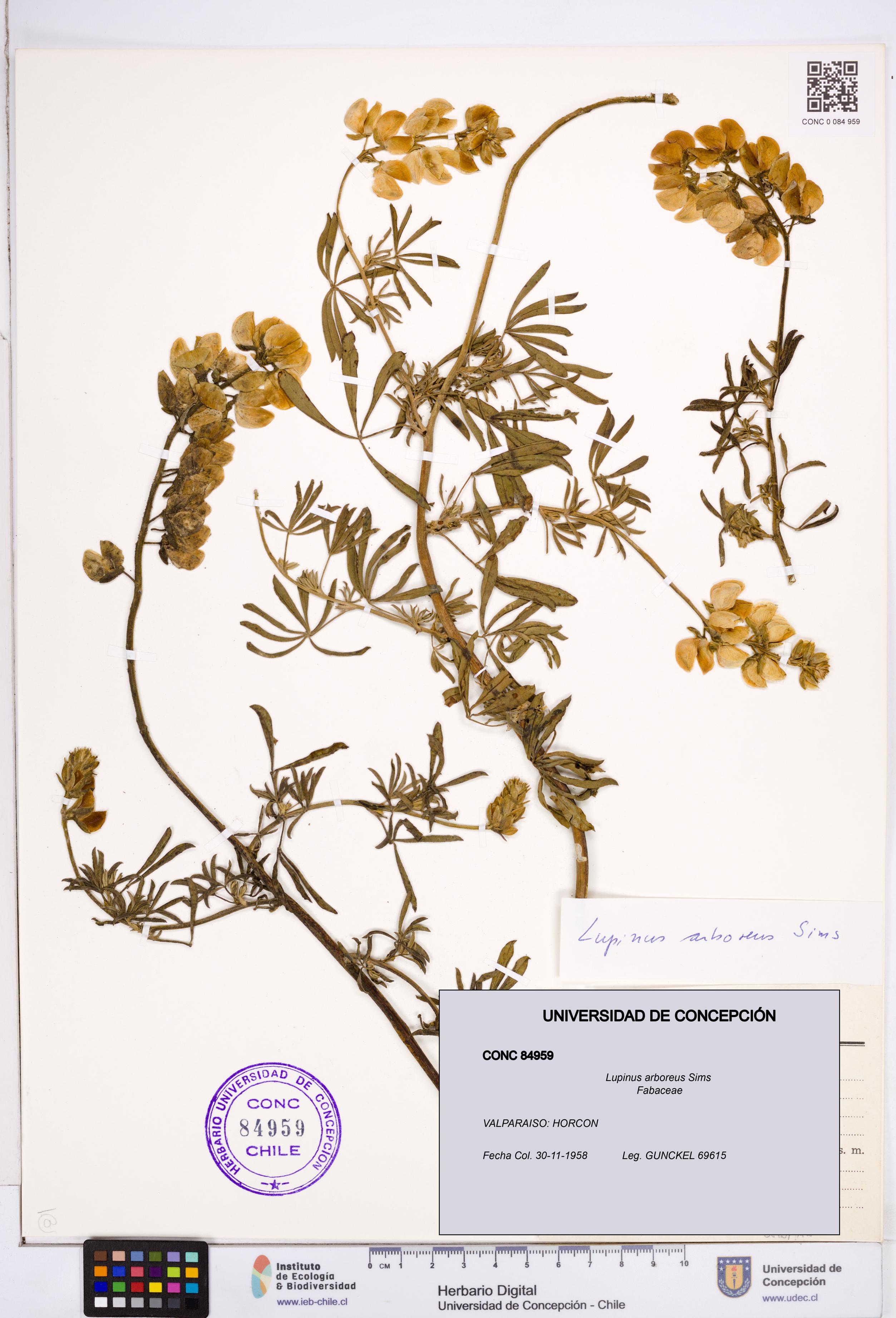 Lupinus arboreus [Espécimen: ]
