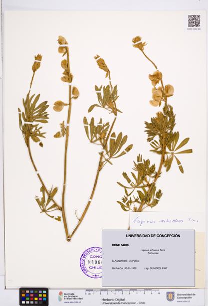 Lupinus arboreus [Espécimen: ]