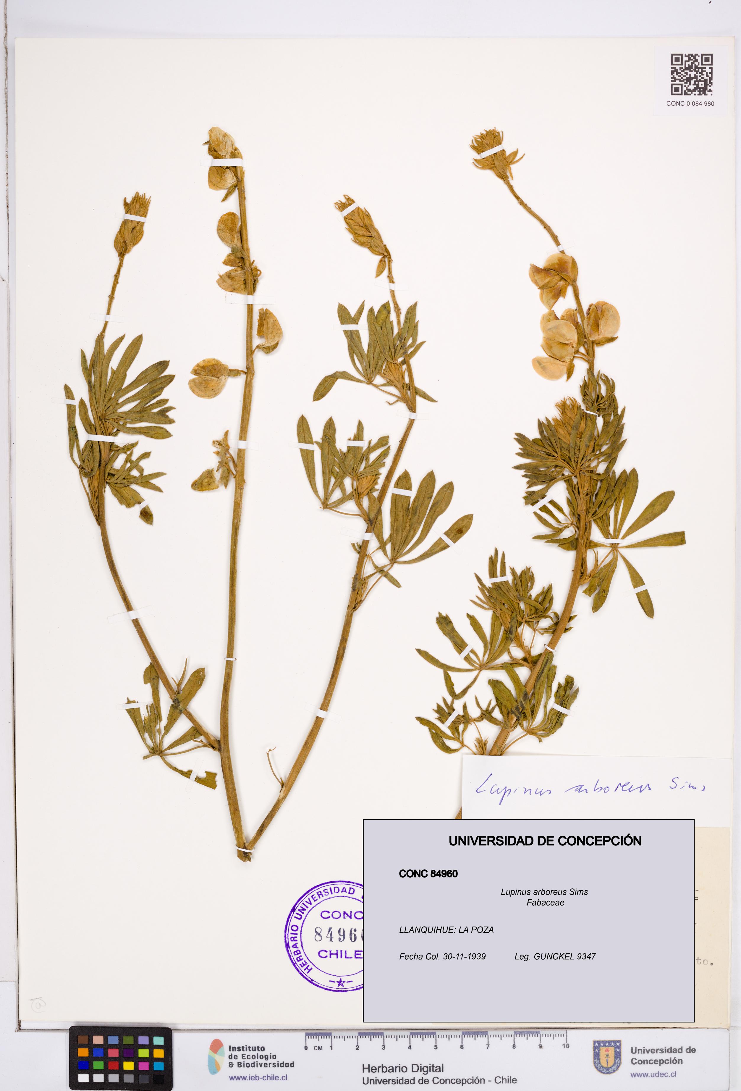 Lupinus arboreus [Espécimen: ]