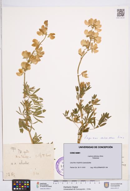 Lupinus arboreus [Espécimen: ]