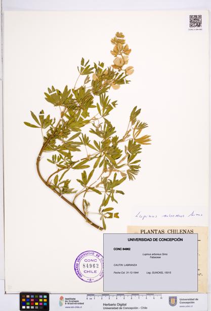 Lupinus arboreus [Espécimen: ]