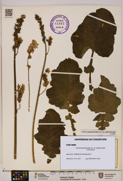 Francoa appendiculata [Espécimen: ]