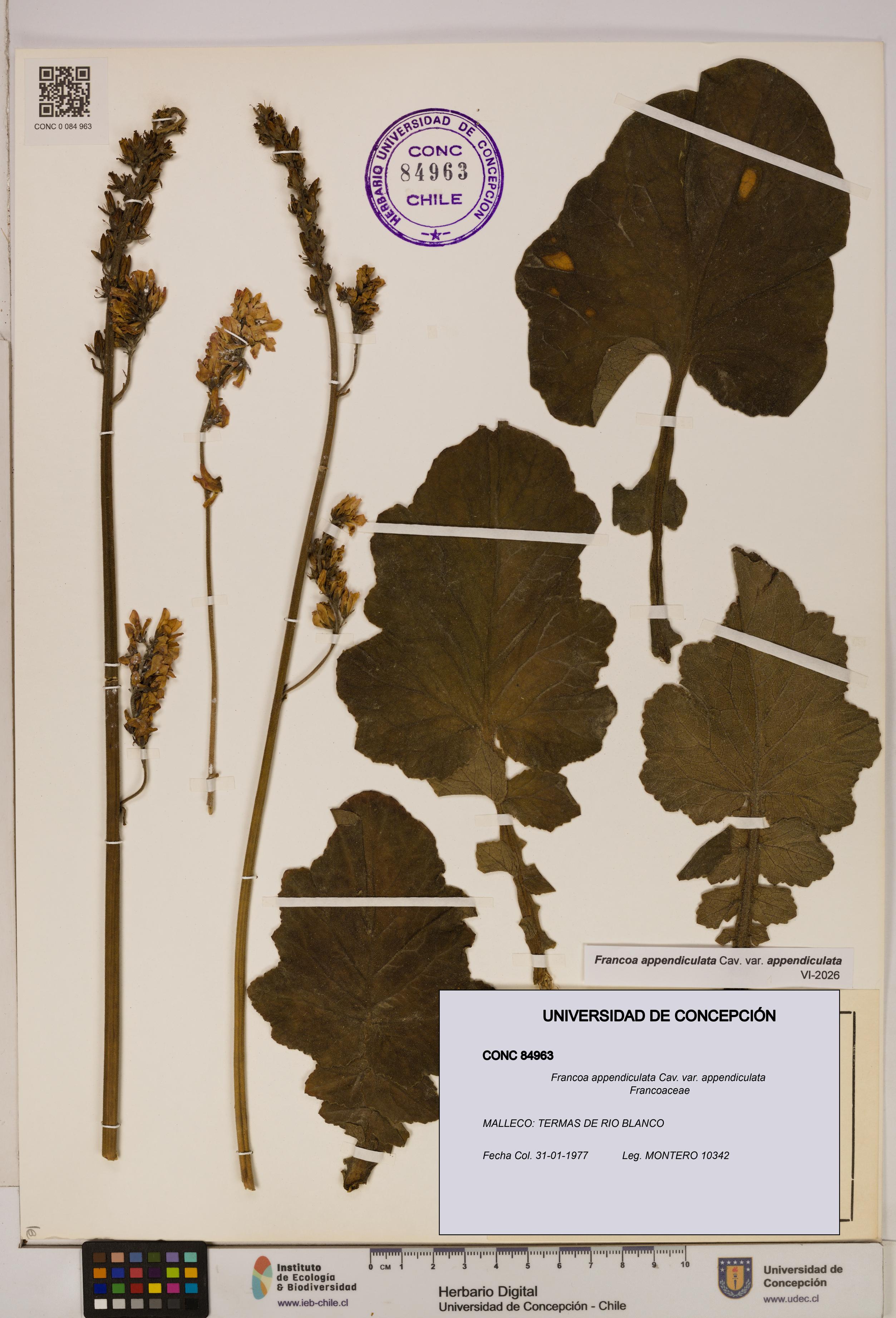 Francoa appendiculata [Espécimen: ]