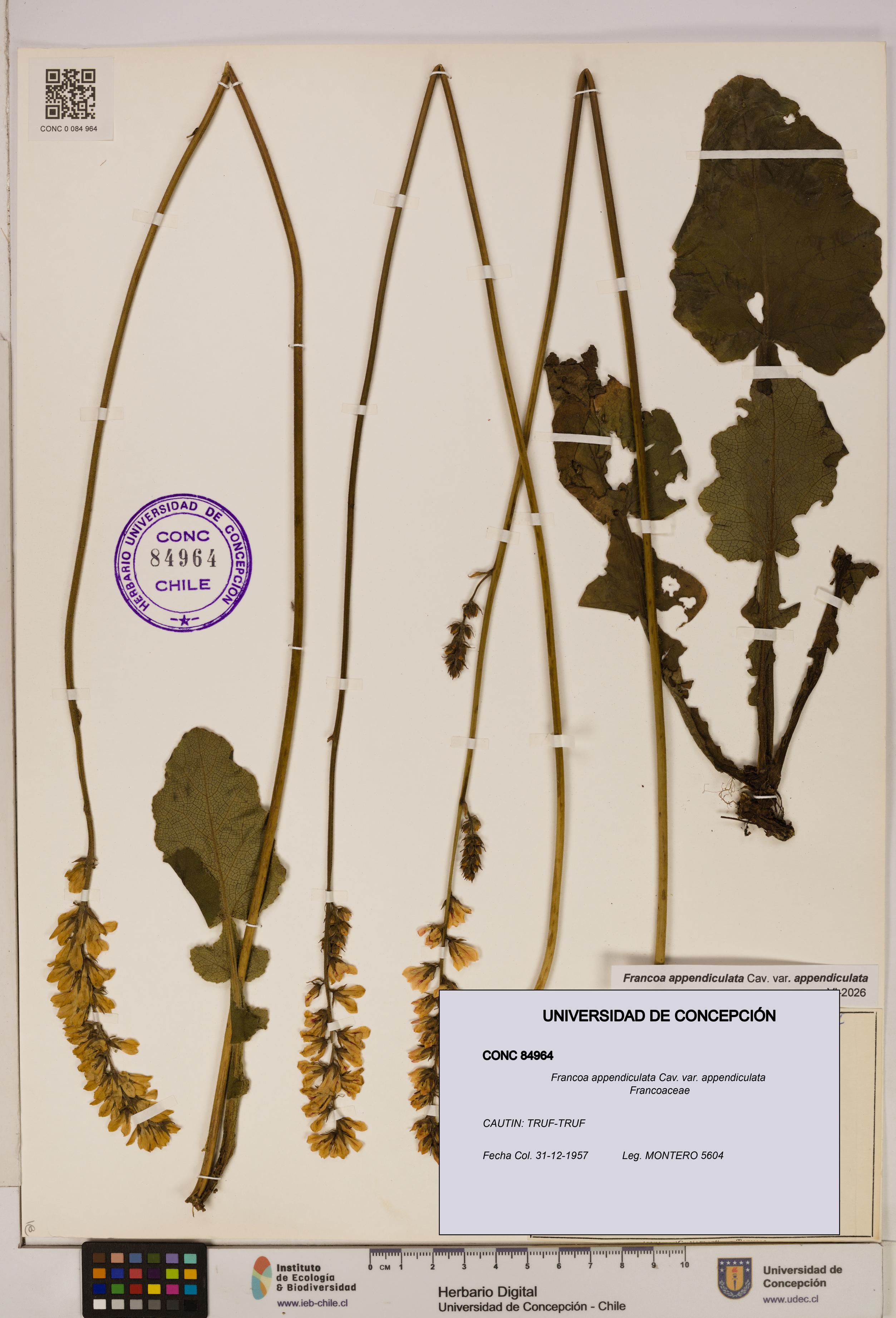 Francoa appendiculata [Espécimen: ]